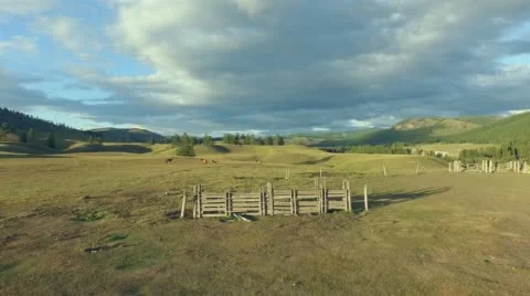Horses on pasture. Stock Footage 58110433