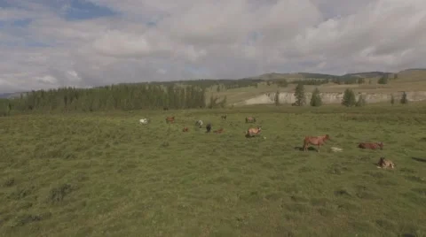 Horses on pasture. Stock Footage 58116458