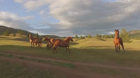 Horses on pasture. Stock Footage 58117064