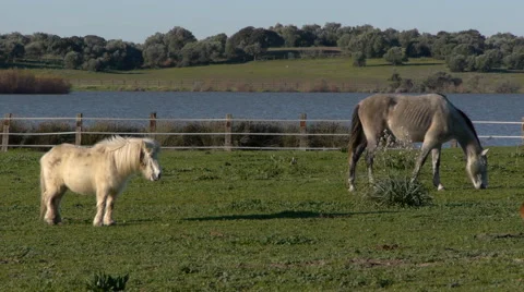 Horses in the pasture Stock Footage 59196063