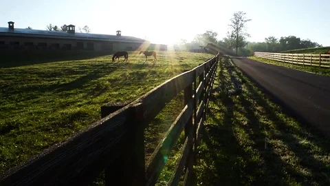 Horses in a Pasture Stock Footage 69777277