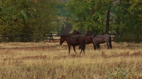 Horses in a pasture 스톡 동영상 72571980