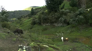 Horses in Pasture Video stock 85937265