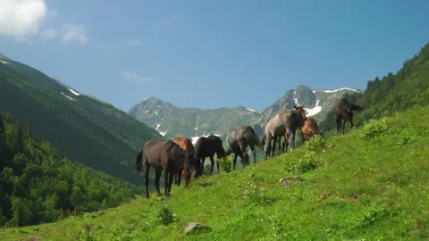 Horses on pasture Stock Footage 164347315