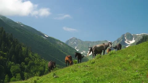 Horses on pasture Vidéo 164347325