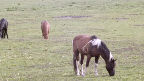 Horses in Pasture Stock Footage 190190145