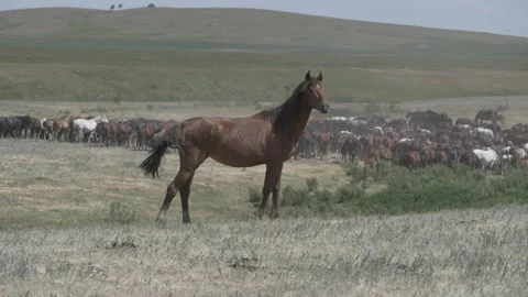 Horses in the pasture Stock Footage 240944452