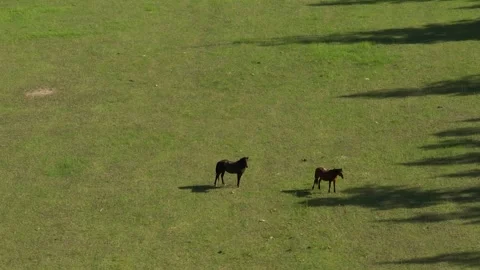 Horses on a pasture Stock Footage 264075711