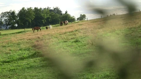 Horses pasture in meadow Stock Footage 78265105