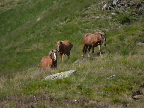 Horses at pasture Stock Photos