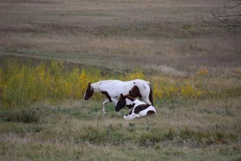 Horses in a pasture Stock Photos