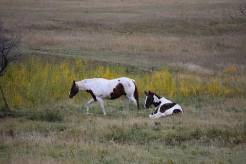 Horses in a pasture Stock Photos