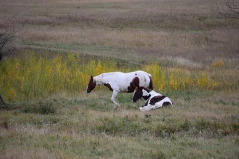 Horses in a pasture Stock Photos