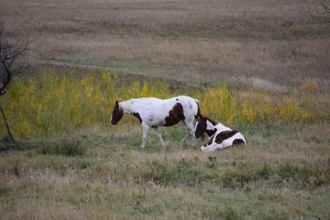 Horses in a pasture Stock Photos
