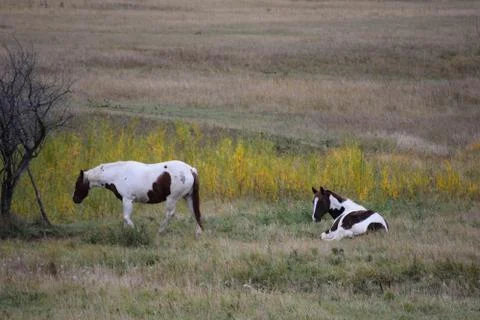 Horses in a pasture Stock Photos