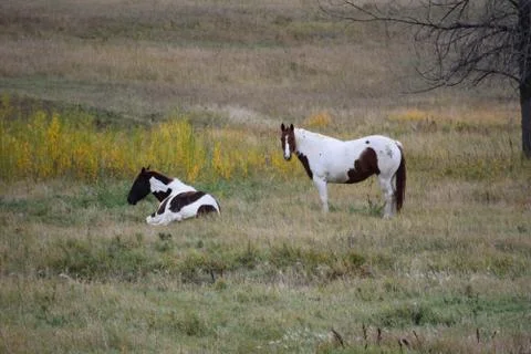 Horses in a pasture Stock Photos