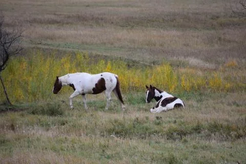Horses in a pasture Stock Photos