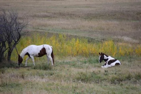 Horses in a pasture Stock Photos