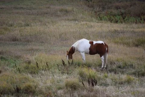 Horses in a pasture Stock Photos