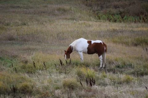 Horses in a pasture Stock Photos