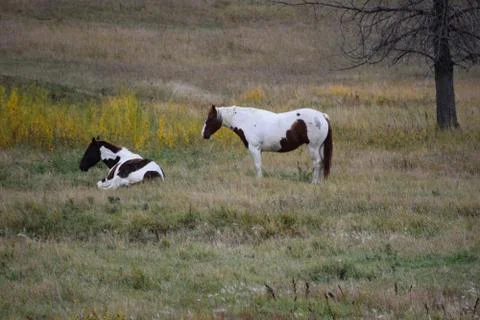 Horses in a pasture Stock Photos