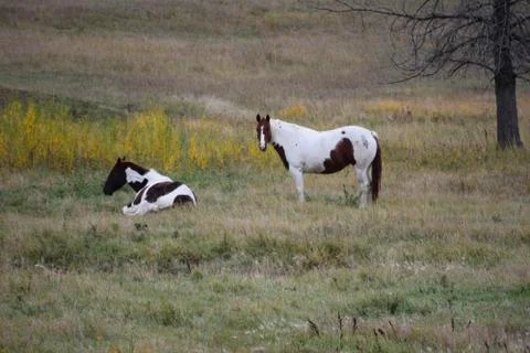 Horses in a pasture Stock Photos