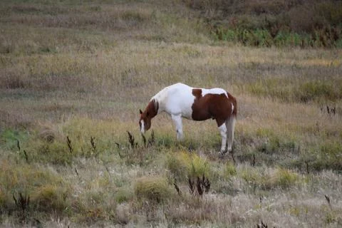 Horses in a pasture Stock Photos