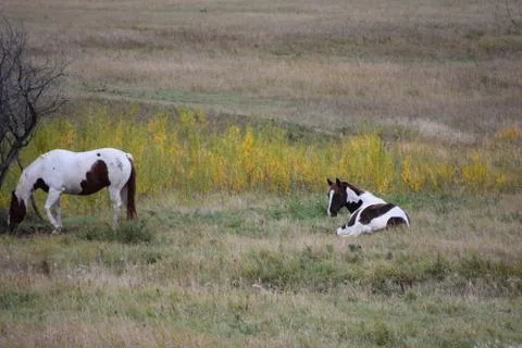 Horses in a pasture Stock Photos