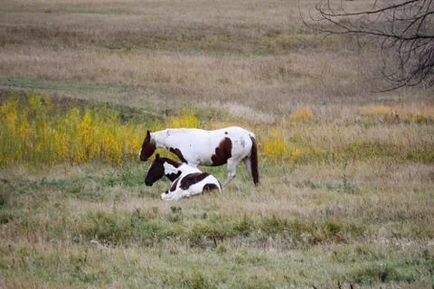 Horses in a pasture Stock Photos