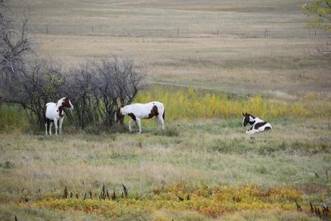 Horses in a pasture Stock Photos