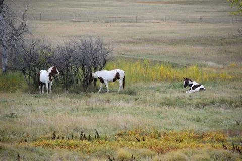 Horses in a pasture Stock Photos