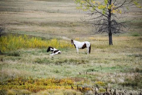 Horses in a pasture Stock Photos