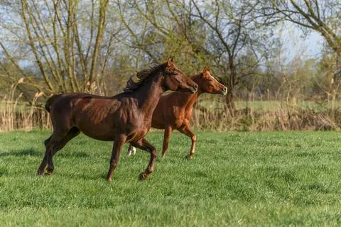 Horses in a pasture in spring. Stock Photos