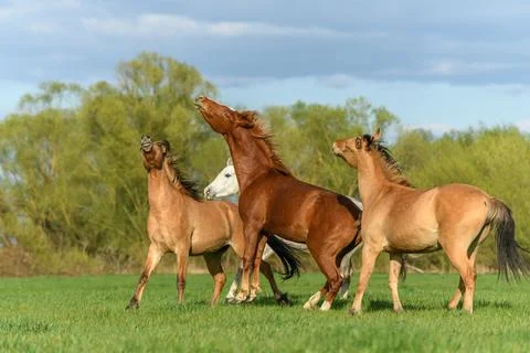 Horses in a pasture in spring. Stock Photos