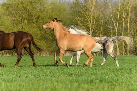 Horses in a pasture in spring. Stock Photos