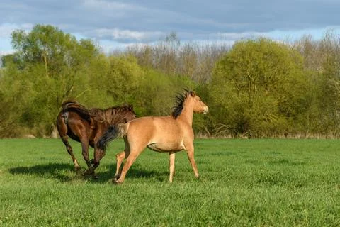 Horses in a pasture in spring. Foto stock