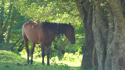 Horses in pasture under tree. Hide from sun in shadow. Farm animal Stock Footage 269691362