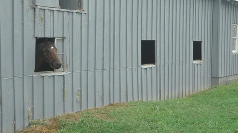 Horses peeking out through stable window Stock Footage 127725872