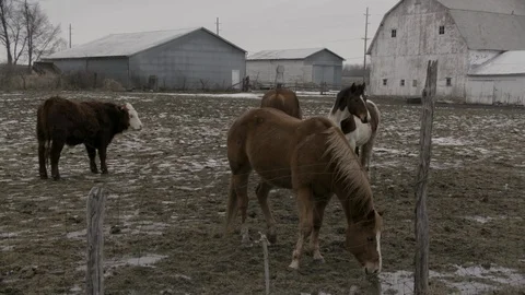 Horses in Pen with Barn in background winter Mid West Farm Stock Footage 89945165