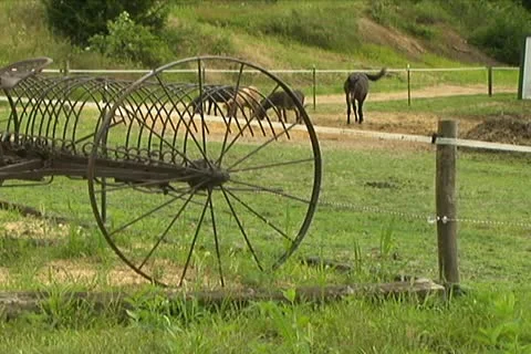 Horses in Pen 動画素材 10775251