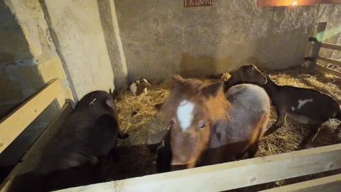 Horses in a pen 스톡 동영상 297570774