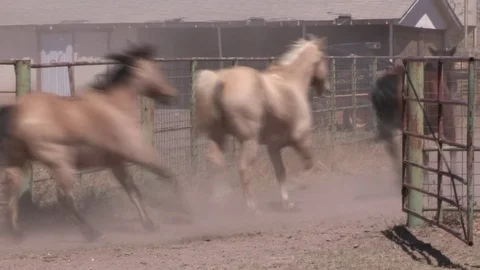 Horses into Pen Ranch Stock Footage 72978024