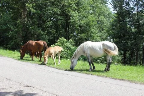 Horses 스톡 사진