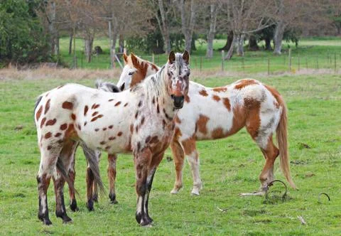 Horses Stock Photos