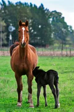Horses 写真素材