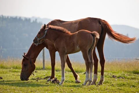 Horses Stock Photos