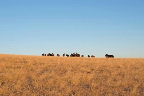 Horses Foto stock