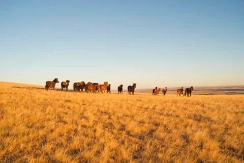 Horses Stock Photos