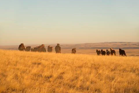 Horses Stock Photos