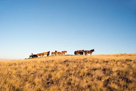 Horses Stock Photos